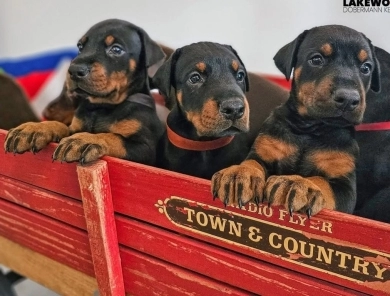 AKC Full Euro AKC Full Euro Doberman Pinscher