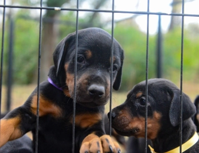 AKC Full Euro  Doberman Pinscher