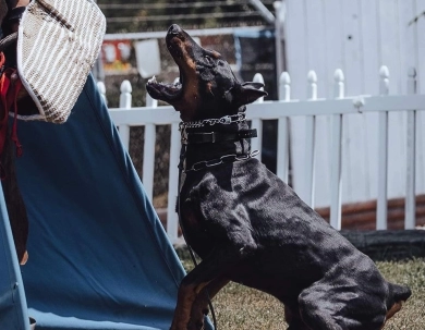 AKC Full Euro  Doberman Pinscher