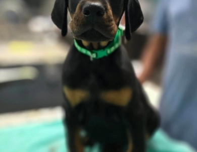 AKC Full Euro  Doberman Pinscher