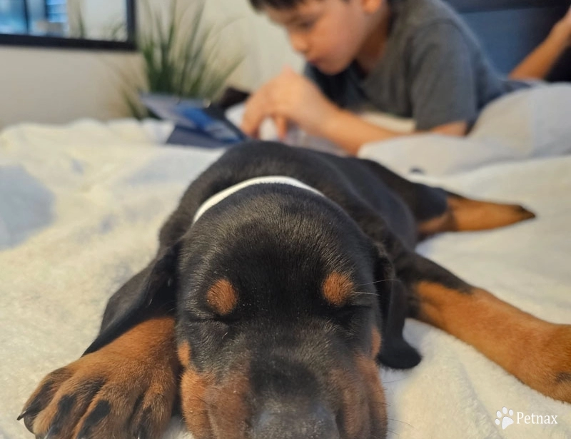 AKC Full Euro  Doberman Pinscher