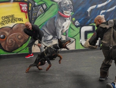 AKC Full Euro  Doberman Pinscher