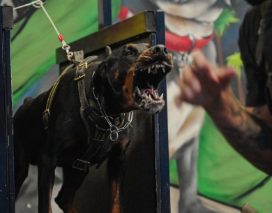 AKC Full Euro  Doberman Pinscher