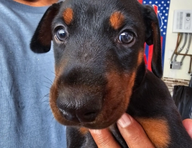 AKC Full Euro  Doberman Pinscher