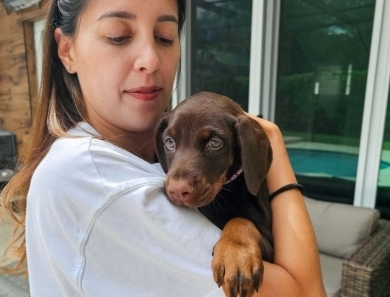 AKC Full Euro AKC Full Euro Doberman Pinscher