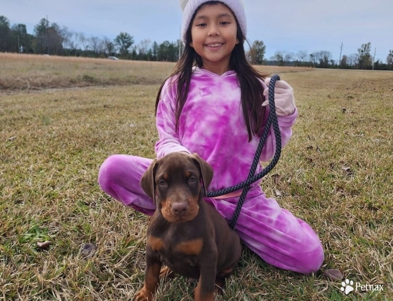 AKC Full Euro  Doberman Pinscher