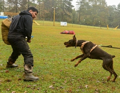 AKC Full Euro AKC Full Euro Doberman Pinscher