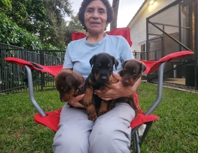 AKC Full Euro AKC Full Euro Doberman Pinscher