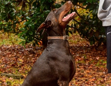 AKC Full Euro AKC Full Euro Doberman Pinscher