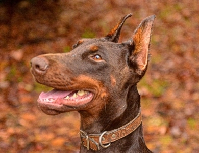 AKC Full Euro AKC Full Euro Doberman Pinscher