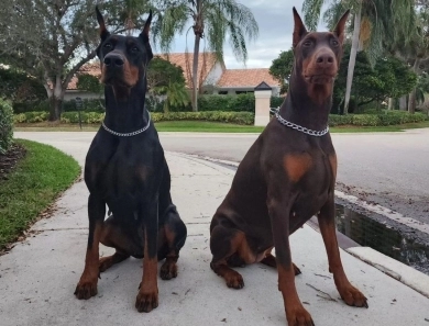 AKC Full Euro AKC Full Euro Doberman Pinscher