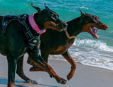 AKC Full Euro AKC Full Euro Doberman Pinscher