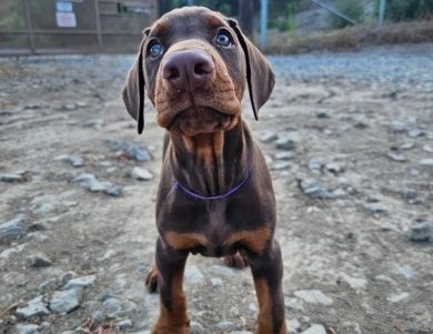 AKC Full Euro AKC Full Euro Doberman Pinscher