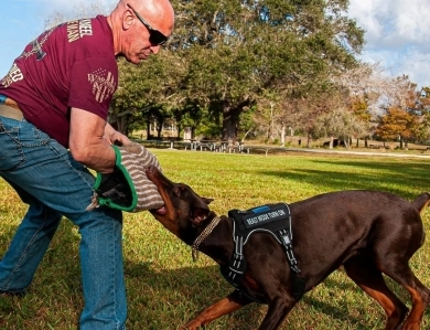 AKC Full Euro AKC Full Euro Doberman Pinscher