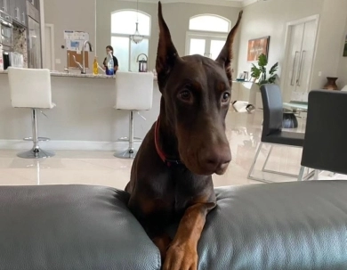 AKC Full Euro AKC Full Euro Doberman Pinscher
