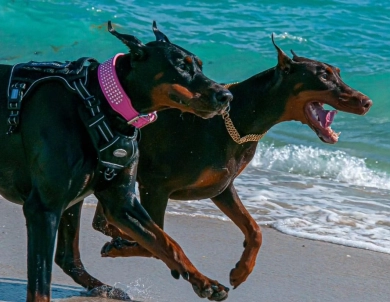 AKC Full Euro  Doberman Pinscher