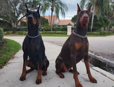 AKC Full Euro  Doberman Pinscher