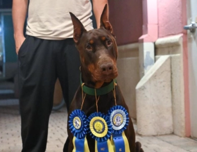AKC Full Euro AKC Full Euro Doberman Pinscher