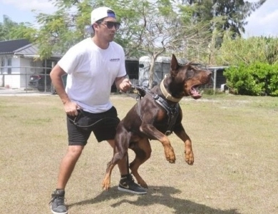 AKC Full Euro AKC Full Euro Doberman Pinscher