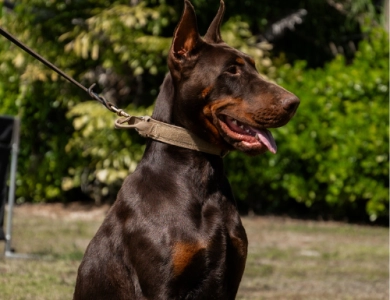 AKC Full Euro AKC Full Euro Doberman Pinscher