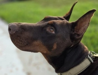 AKC Full Euro AKC Full Euro Doberman Pinscher