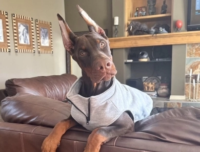 AKC Full Euro AKC Full Euro Doberman Pinscher