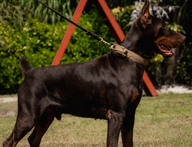 AKC Full Euro AKC Full Euro Doberman Pinscher