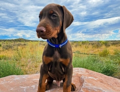 AKC Full Euro AKC Full Euro Doberman Pinscher