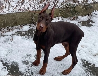 AKC Full Euro AKC Full Euro Doberman Pinscher