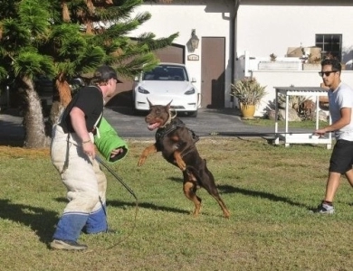 AKC Full Euro AKC Full Euro Doberman Pinscher