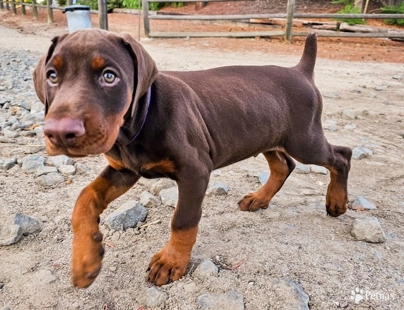 AKC Full Euro  Doberman Pinscher