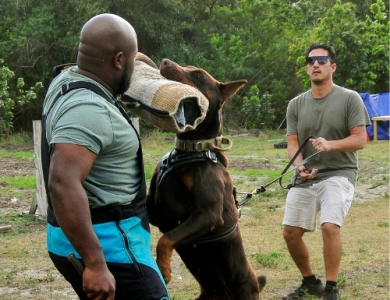 AKC Full Euro AKC Full Euro Doberman Pinscher