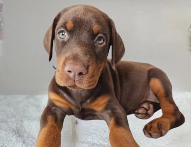 AKC Full Euro AKC Full Euro Doberman Pinscher