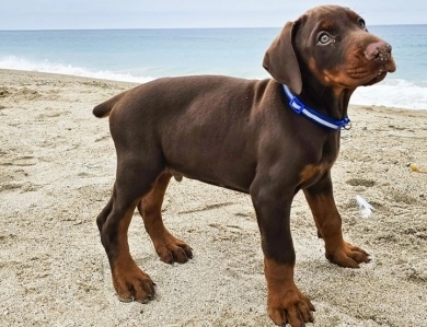 AKC Full Euro AKC Full Euro Doberman Pinscher