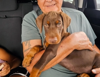 AKC Full Euro AKC Full Euro Doberman Pinscher