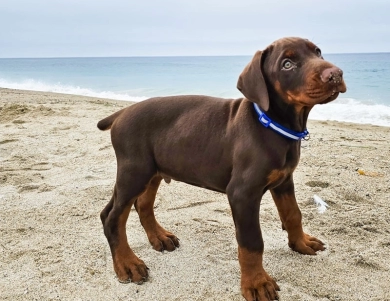 AKC Full Euro  Doberman Pinscher