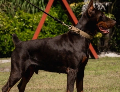 AKC Full Euro  Doberman Pinscher