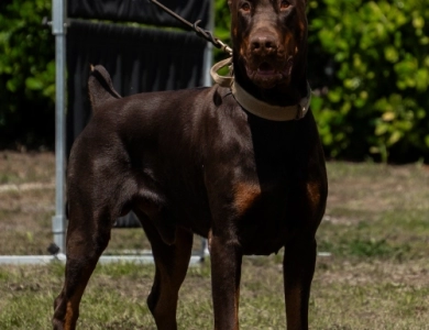 AKC Full Euro  Doberman Pinscher