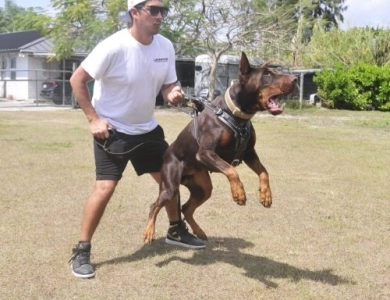 AKC Full Euro  Doberman Pinscher