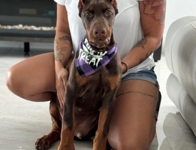 AKC Full Euro  Doberman Pinscher