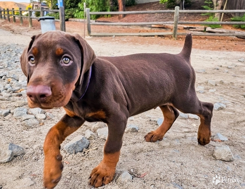 AKC Full Euro  Doberman Pinscher