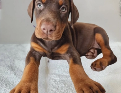 AKC Full Euro  Doberman Pinscher