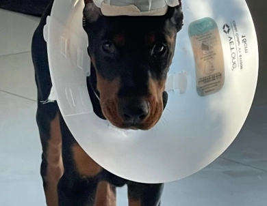 AKC Full Euro  Doberman Pinscher