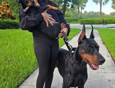 AKC Full Euro  Doberman Pinscher