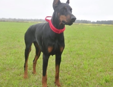 AKC Full Euro  Doberman Pinscher
