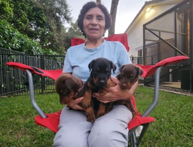 AKC Full Euro  Doberman Pinscher