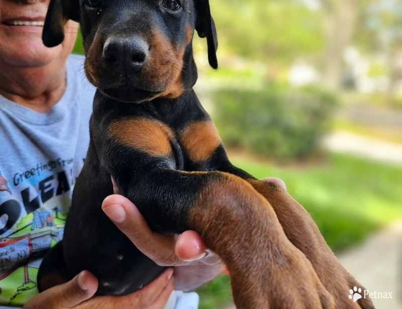 AKC Full Euro  Doberman Pinscher