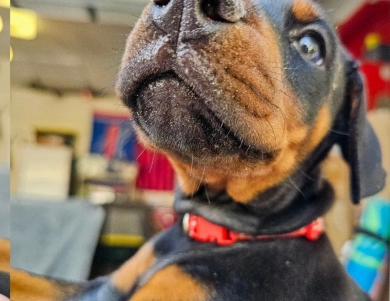 AKC Full Euro  Doberman Pinscher