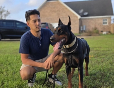 AKC Full Euro  Doberman Pinscher