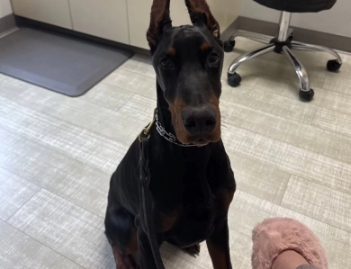 AKC Full Euro  Doberman Pinscher